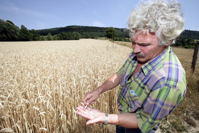 Rolnicy z Łódzkiego już przygotowują się na straty spowodowane suszą. Najbardziej dotknęła ona zboża jare, a zwłaszcza owies. Zboża są niewyrośnięte, a ich kłosy bardzo małe