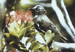 Gatunek endemiczny występował na Hawajach. Był to jeden z...