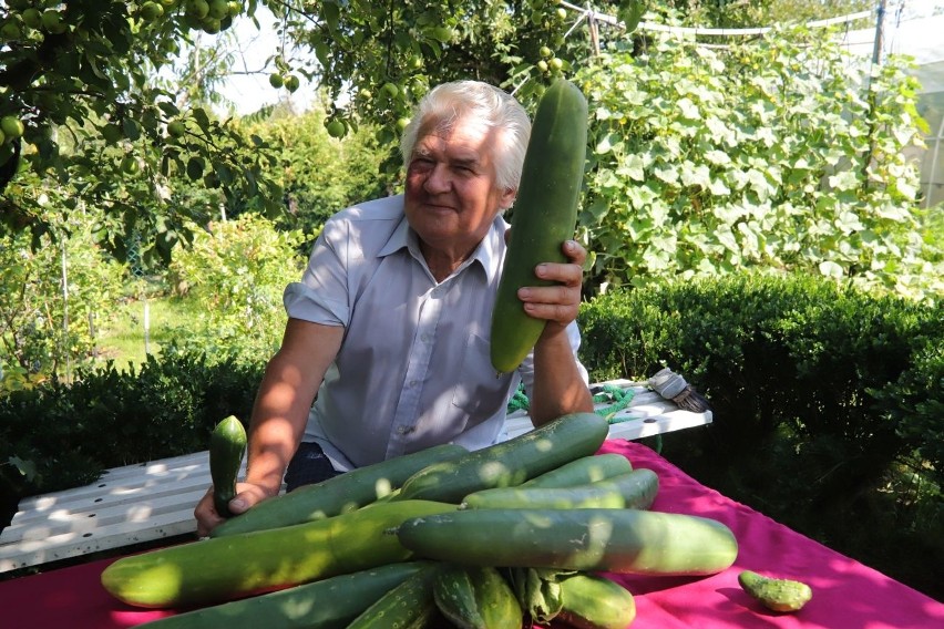 Ogromne warzywa pana Ryszarda, łódzkiego działkowca z ROD Księży Młyn 