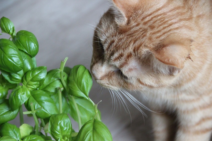 Dla kotów są też bezpieczne zioła przyprawowe. Jeśli mamy...