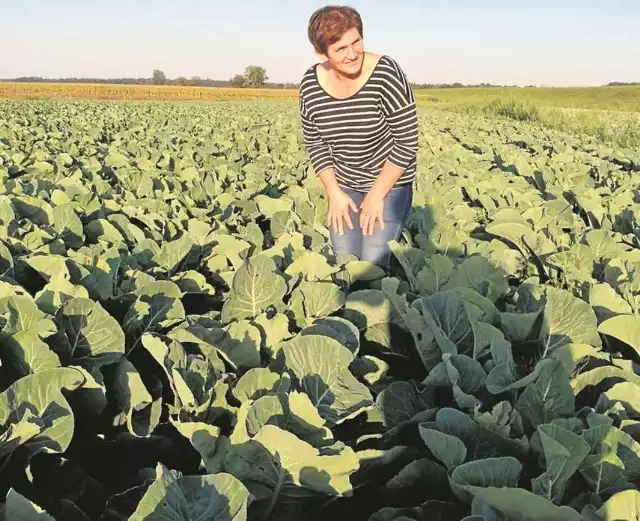 Beata Łada:  - Kalafiory cieszą  się  sporym powodzeniem, ale trzeba powiedzieć, że  ich uprawa jest najtrudniejsza