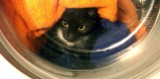Sadysta wyprał kota w pralce. Sąd łagodzi wyrok
