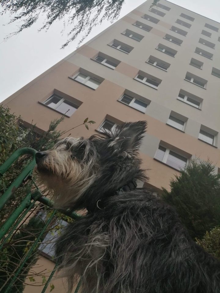 W Jastrzębiu-Zdroju pies wypadł z dziesiątego piętra. Na...
