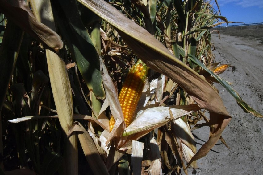 Ostatni wzrost ceny amerykańskiej kukurydzy wspierany był...