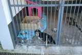 Pilny apel schroniska w Gnieźnie! 60 psów potrzebuje domów na czas generalnego remontu obiektu