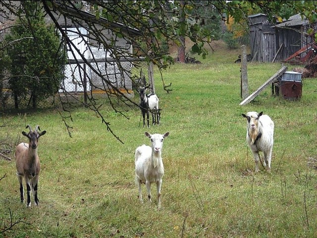 Kwatery agroturystyczne promują się na portalu m.in. pokazując kozy