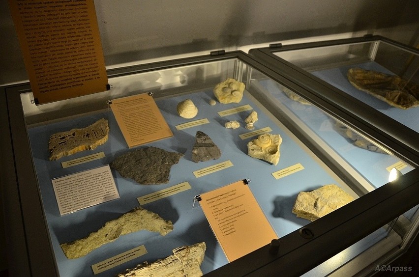 Muzeum Regionalne w Kozienicach pokazało eksponaty sprzed milionów lat!