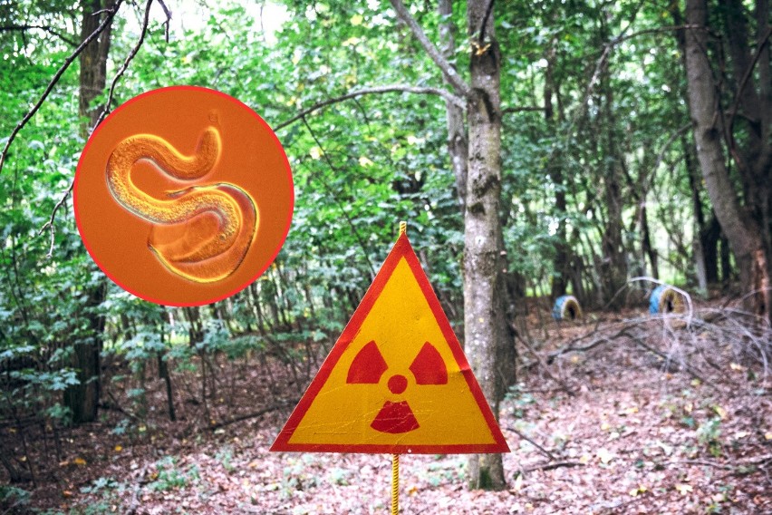 Robaki z Czarnobyla są odporne na promieniowanie? Niezwykłe odkrycie naukowców