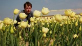 W Chrzypsku Wielkim zakwitły tulipany Maria Kaczyńska (zdjęcia)