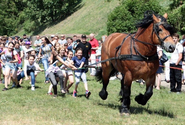 Zawody i pokazy jeździeckie w Grudziądzu