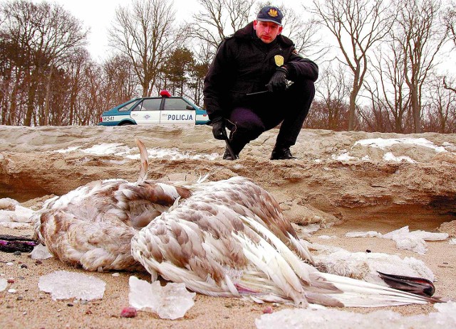Wczoraj na kołobrzeskiej plaży znaleziono martwego łabędzia. Za kilka dni będzie wiadomo, czy ptak był zarażony niebezpiecznym wirusem.