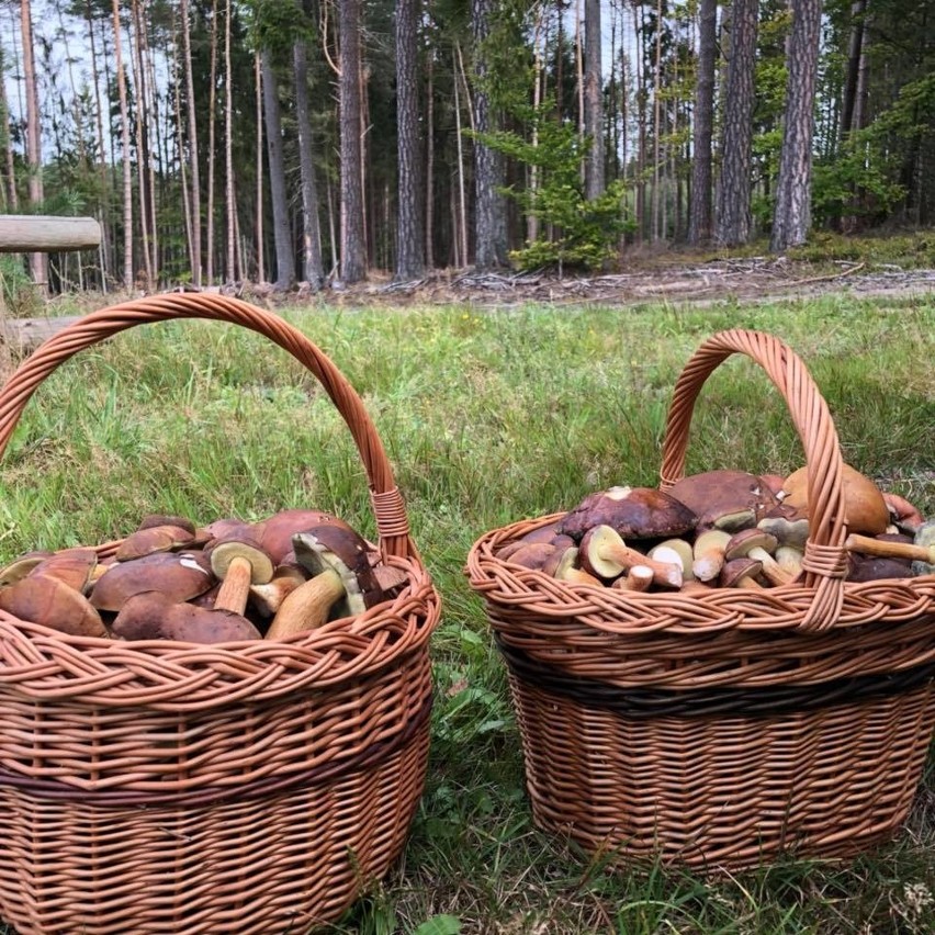 Grzybobranie w pomorskich lasach trwa na dobre. W galerii...