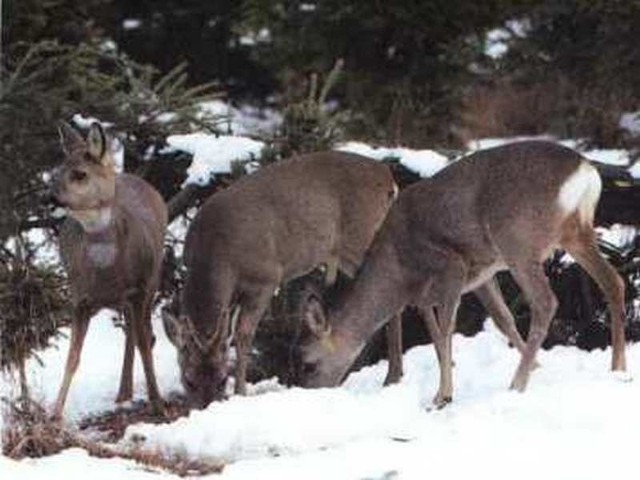 Przyczyną coraz częstszych wizyt w Słupsku dzikich, leśnych zwierząt jest ostra zima.