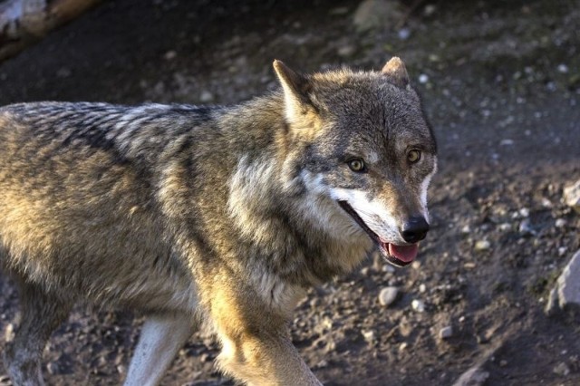 - To skutek dużej redukcji populacji dzików, które do tej pory najczęściej były atakowane przez wilki - mówi nadleśniczy Tadeusz Wasilewski z Augustowa.