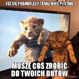 Najśmieszniejsze memy o kotach. To najzabawniejsze zwierzęta świata? Jesteśmy o tym przekonani. Zobaczcie te żarty z władców naszych domów