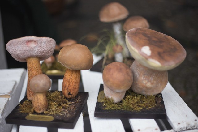 Wystawa grzybów w centrum Słupska. Przyrodnicy odpowiadali na pytania