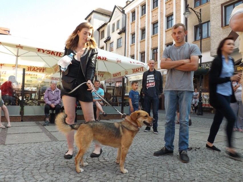 Po co kupować zwierzaka, skoro tyle bezdomnych czeka na...