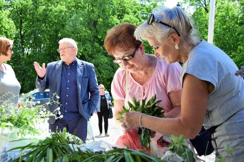 Dzień Polskiej Niezapominajki i Kwiatowymiana w Tarnobrzegu. Duże zainteresowanie trzecią edycją zielonej akcji. Zobacz zdjęcia 
