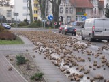 Gruba warstwa buraków na ulicach Sztumu [ZDJĘCIA]