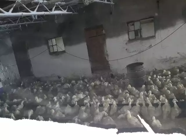 W Sumowie prowadzona jest hodowla kaczek. Sąsiedzi narzekają na roznoszący się z niej nieprzyjemny zapach