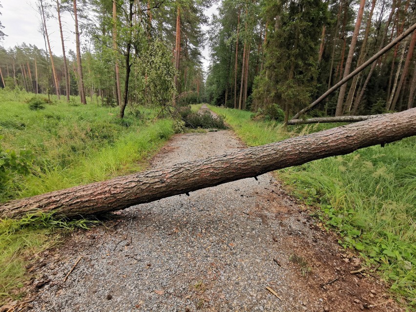 Trzebinia. Weekendowe burze powaliły kolejne drzewa w Puszczy Dulowskiej [ZDJĘCIA] 