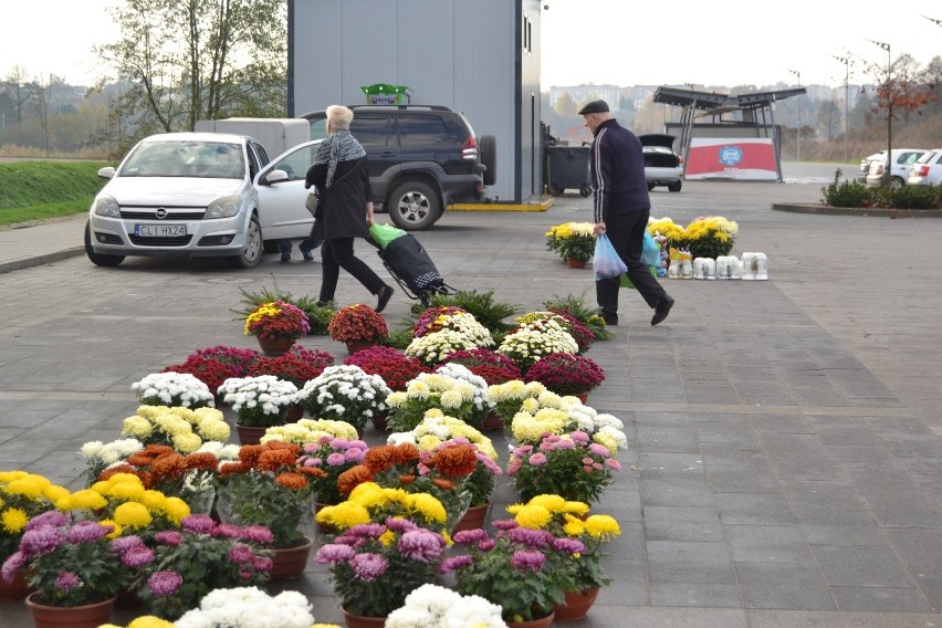 Na Wszystkich Świętych wybór chryzantem jest ogromny. Ceny w Lipnie umiarkowane