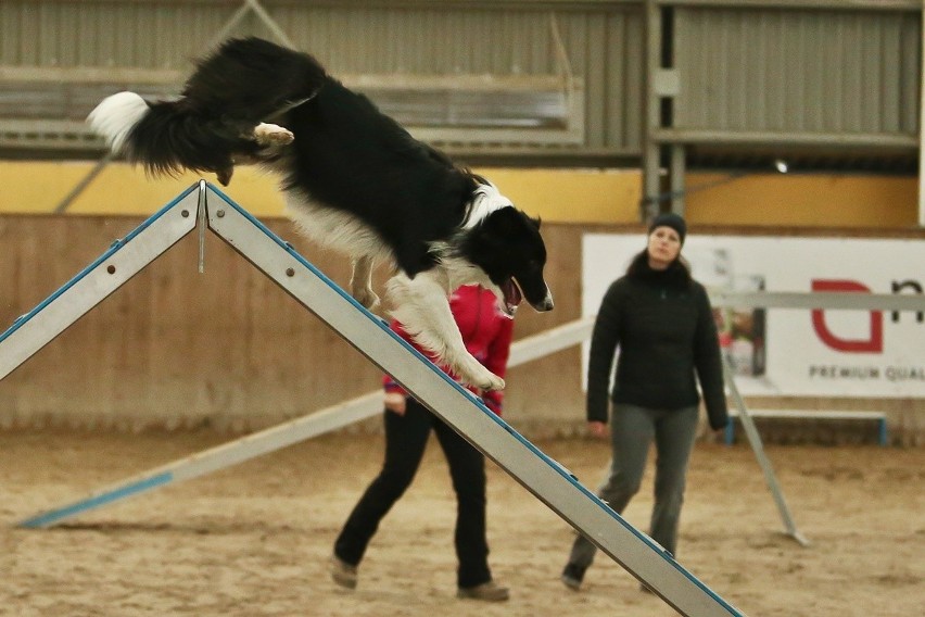 Agility 2017 na wrocławskich Partynicach