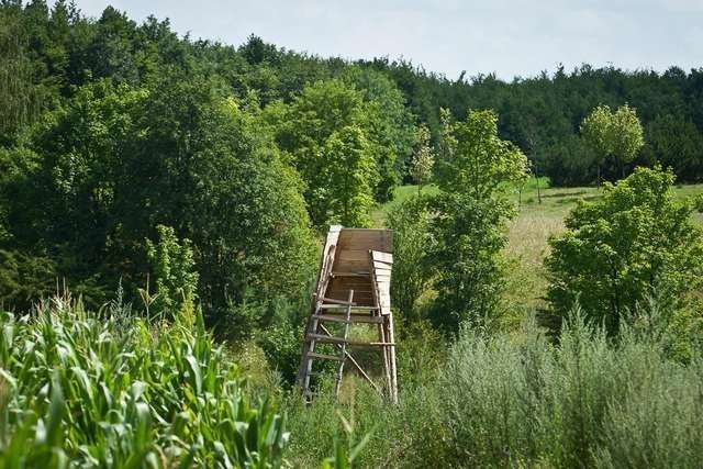 Na ulicy Hippicznej rośnie kukurydza, a z pola wyrasta... ambona