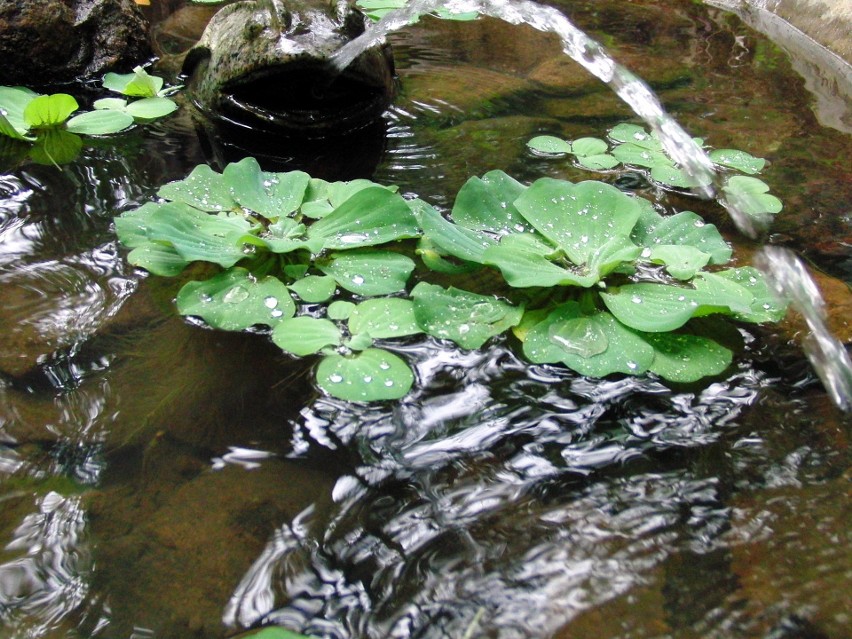 Ta roślina jest też nazywana sałatą wodną. Pochodzi z...