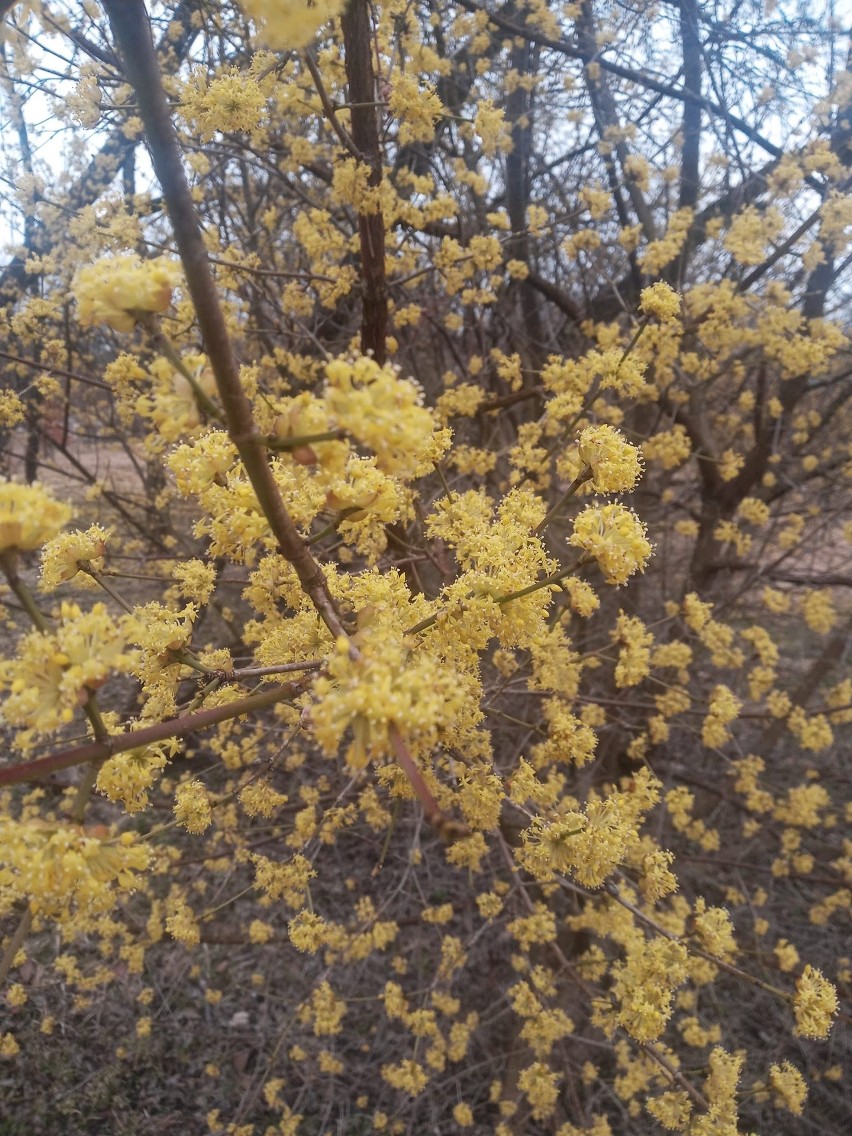 Zachwycająca wiosna w arboretum w Marculach koło Starachowic. Można oglądać piękne rośliny. Zobacz zdjęcia