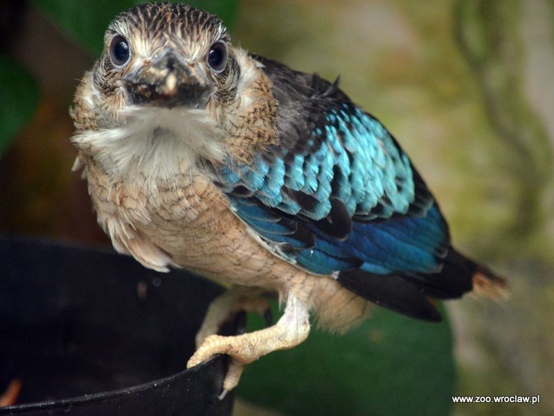 Kukabura modroskrzydła