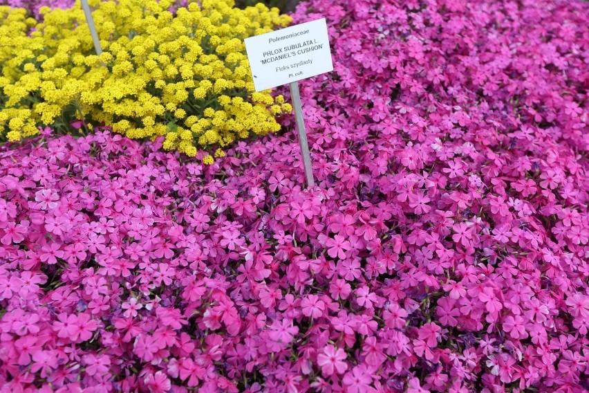 Kraków. Ogród Botaniczny UJ otworzył własną scenę plenerową. Koncerty raz w miesiącu, na początek „Piotr Nalepa Breakout Tour”