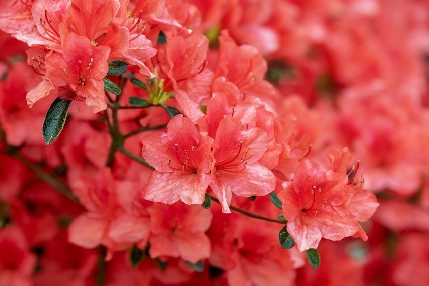 Azalia- piękna wielobarwna roślina pochodząca z Japonii o...
