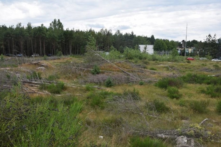 Sprawa wycinki drzew w Łebie nadal nierozstrzygnięta. Biegły nie stawił się na rozprawę