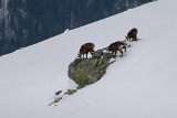 Kozice w Tatrach grzebią za jedzeniem, a wkoło zima. Na Kasprowym aż dwa metry śniegu