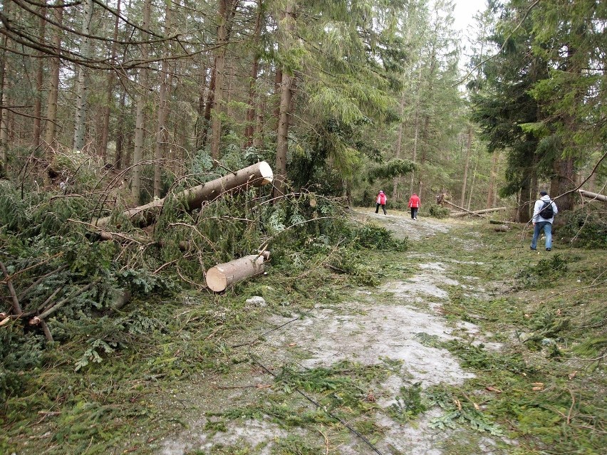 Niszczycielski żywioł na Podhalu. Halny łamał drzewa i zrywał dachy [ZDJĘCIA]