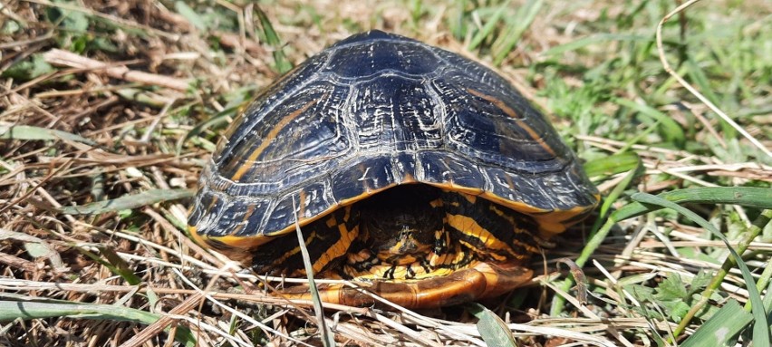 Tego żółwia Bartosz Guentzel znalazł w ostatnim czasie nad...