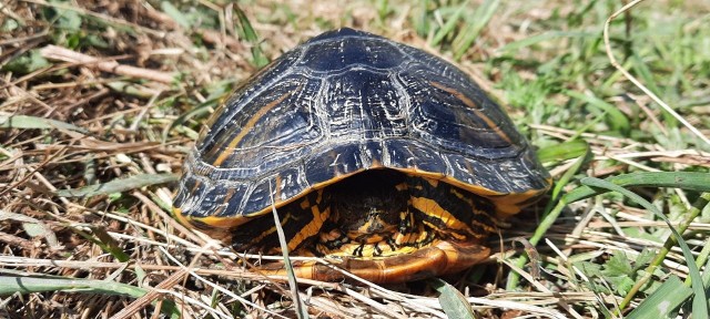 Tego żółwia Bartosz Guentzel znalazł w ostatnim czasie nad Wisłą w Toruniu