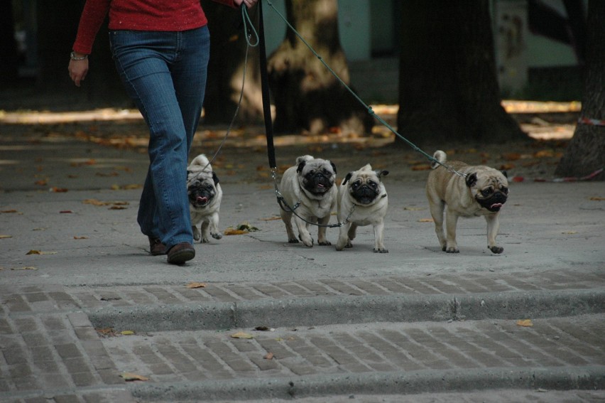 Psy chodzące na smyczy po mieście są mniej narażone na...