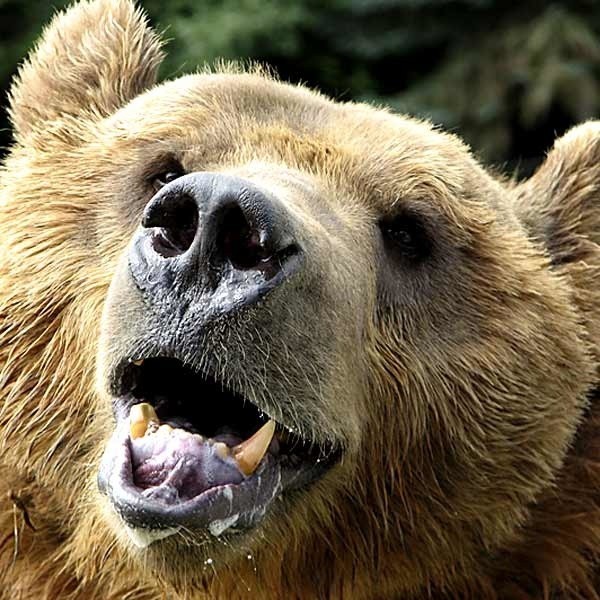 Dla przypomnienia: tylko wiosną tego roku w Bieszczadach zanotowano trzy przypadki ataku niedźwiedzi na ludzi. Poszkodowani z ranami szarpanymi trafili do szpitala.