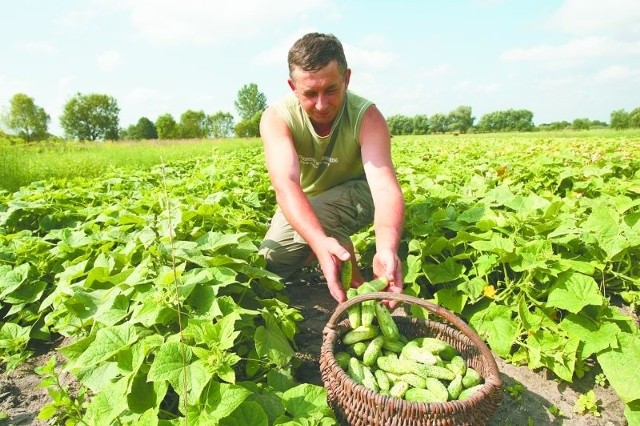 Mimo że wiosną padało, a wysiew zaczął się później niż zwykle, to w tym roku jest urodzaj na ogórki &#8211; cieszy się Kazimierz Zagórski, prezes Stowarzyszenia Kruszewskie Warzywa Herbowe.