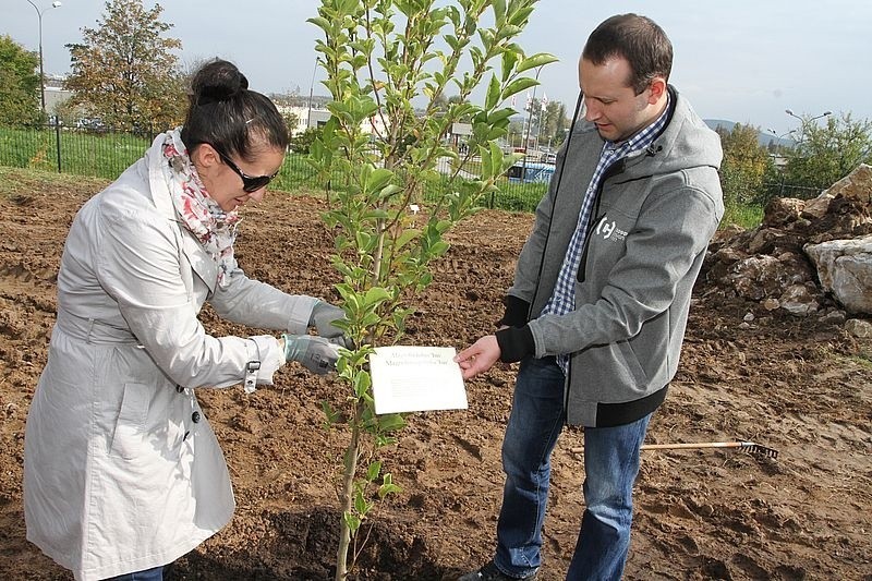 Sadzenie drzew w Ogrodzie Botanicznym