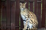Serwal to nowy mieszkaniec Śląskiego Ogrodu Zoologicznego. Zobaczcie nowego lokatora zoo w Chorzowie oraz małe gepardy, które sporo urosły