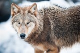 Wilki terroryzują brzozowską gminę, giną zwierzęta domowe