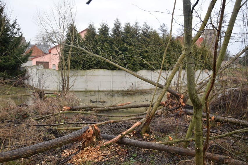 Bobry wyrządziły już  wiele szkód przy posesji Romualda...