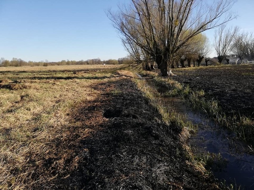 Pożar objął swoim zasięgiem dwa hektary nieużytków rolnych.