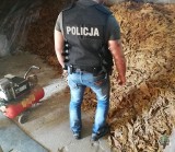 Opolscy policjanci zabezpieczyli 1,5 tony suszu i ponad 800 kg krajanki tytoniowej. Straty Skarbu państwa mogły wynieść nawet 1,5 mln zł