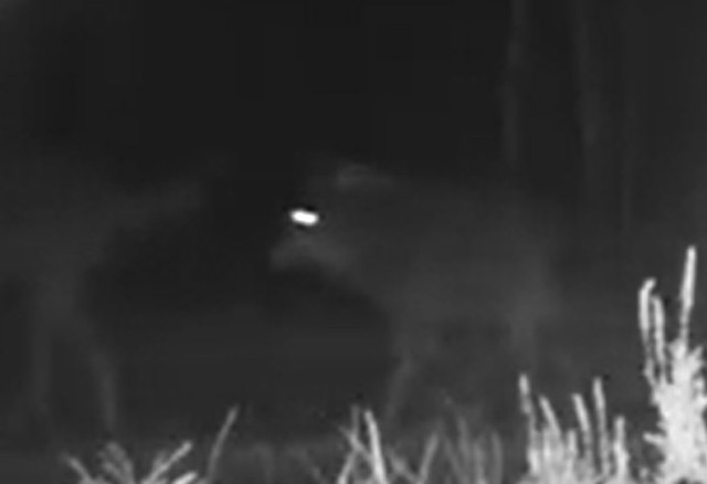 Fotopułapki nagrały wilki, które spacerowały jednym z leśnych duktów.