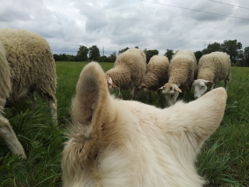 Owce wypasają się w Lublinie. Skubią już trawę nad Zalewem Zemborzyckim. Zobacz zdjęcia! 
