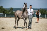 Konie arabskie na pokazach walczą o laury najpiękniejszych [ZDJĘCIA]